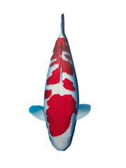 Kohaku