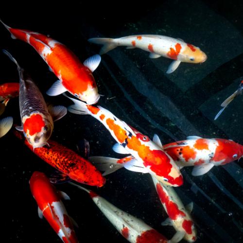 Koi for Sale