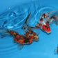 Calico Fantail Goldfish 5"