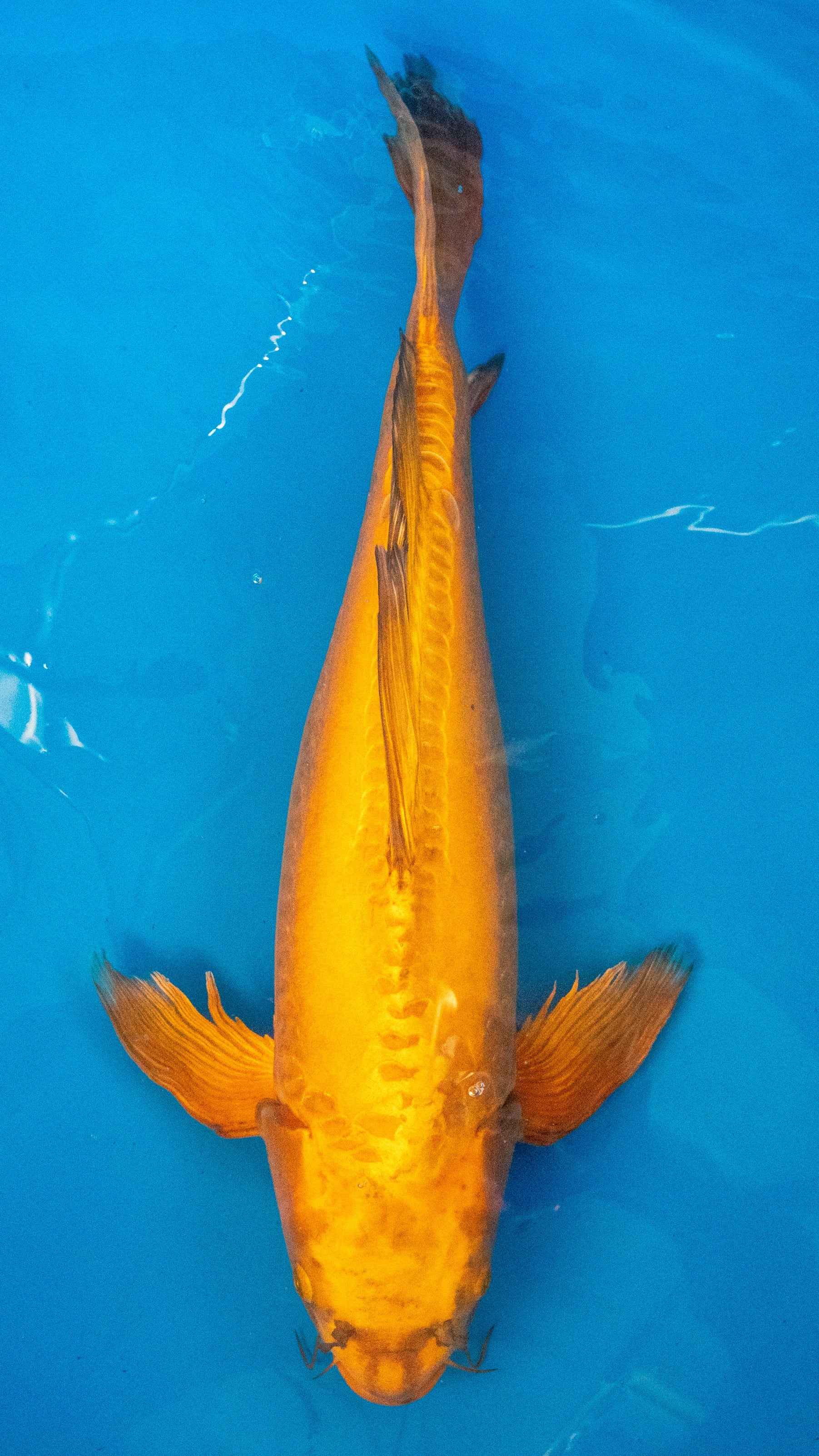 Sakura Kohaku – Koi Market
