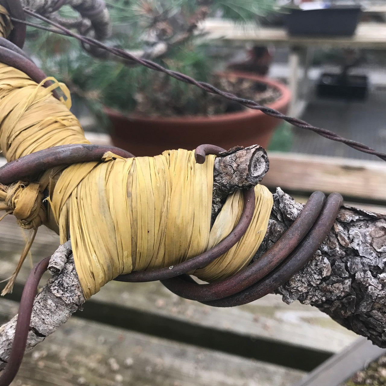 Bonsai Raffia - Wiring Aid For Branch Protection