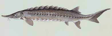 Sturgeon (small)