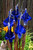 BLUE THUMB IRIS FLOWER FOUNTAIN BLUE ABCF275
