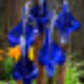 BLUE THUMB IRIS FLOWER FOUNTAIN BLUE ABCF275