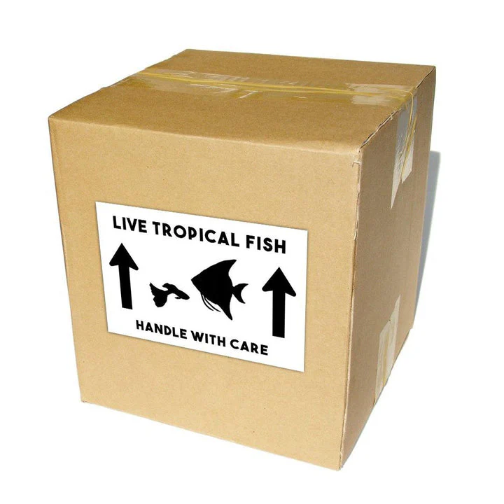 Fish Boxes for Transport