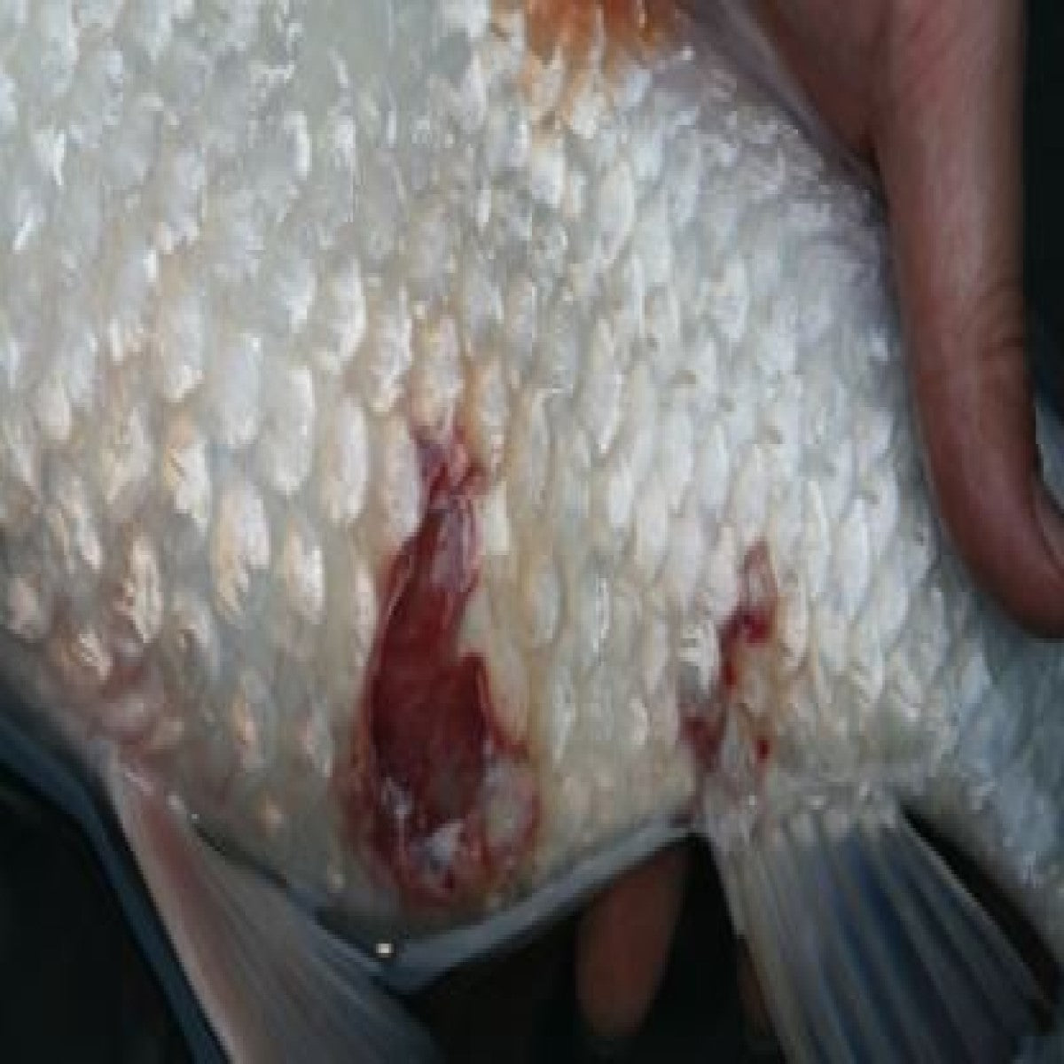 Bacterial infections in Koi.