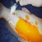 Koi fish with ulcer