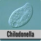 Chilodonella
