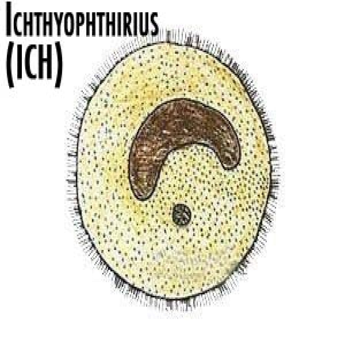 Ichthyophthirius (ICH)