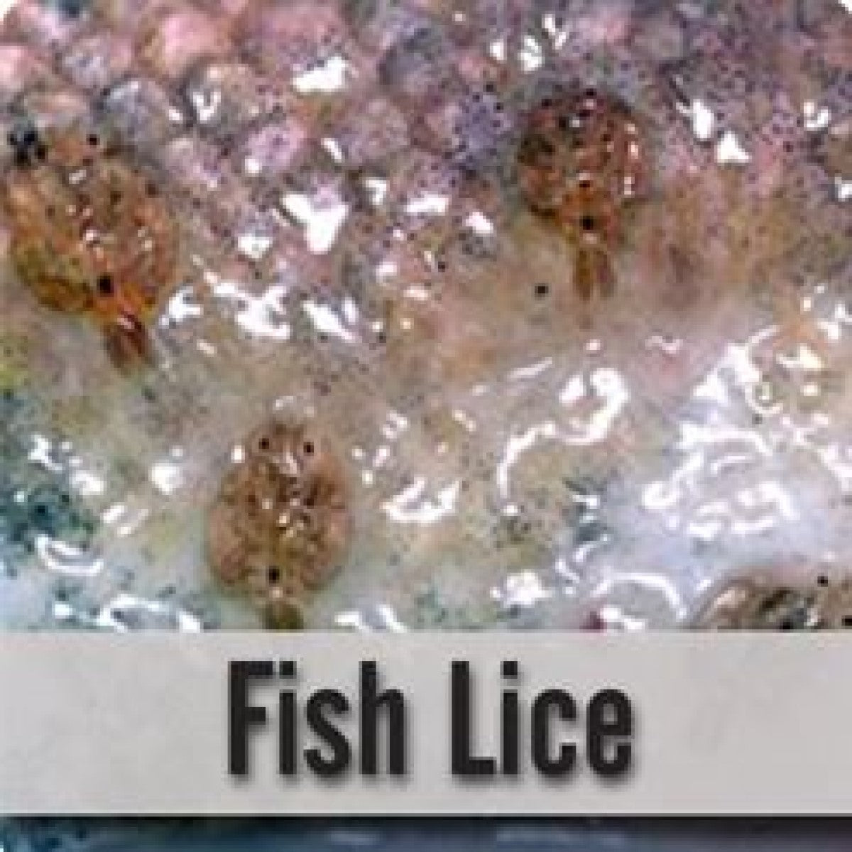 Fish Lice