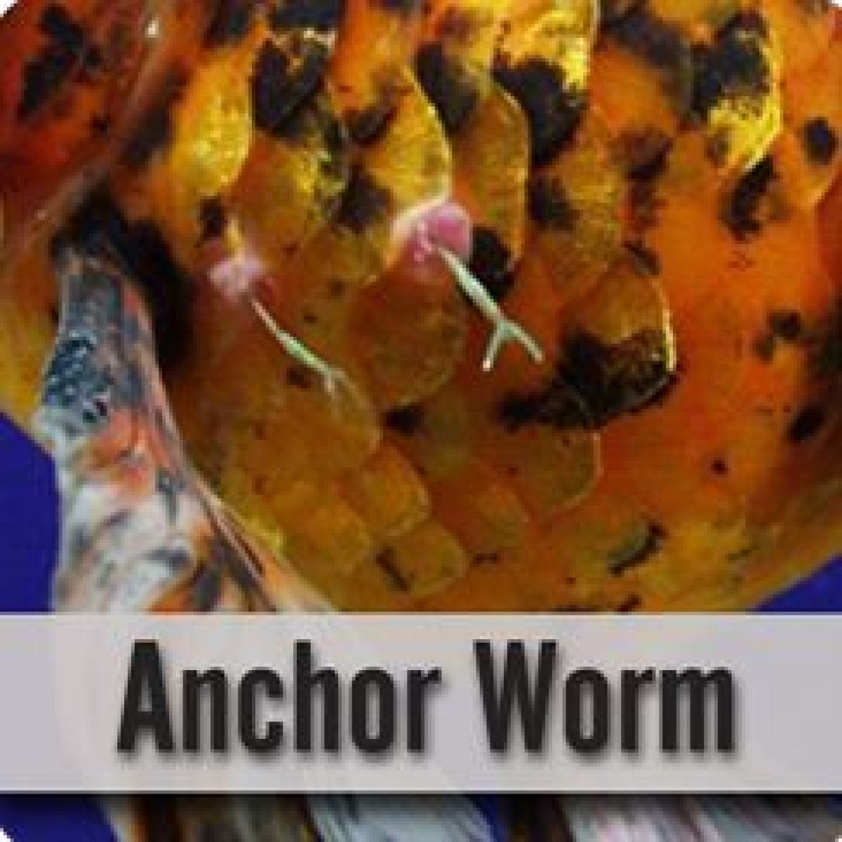 Anchor Worm