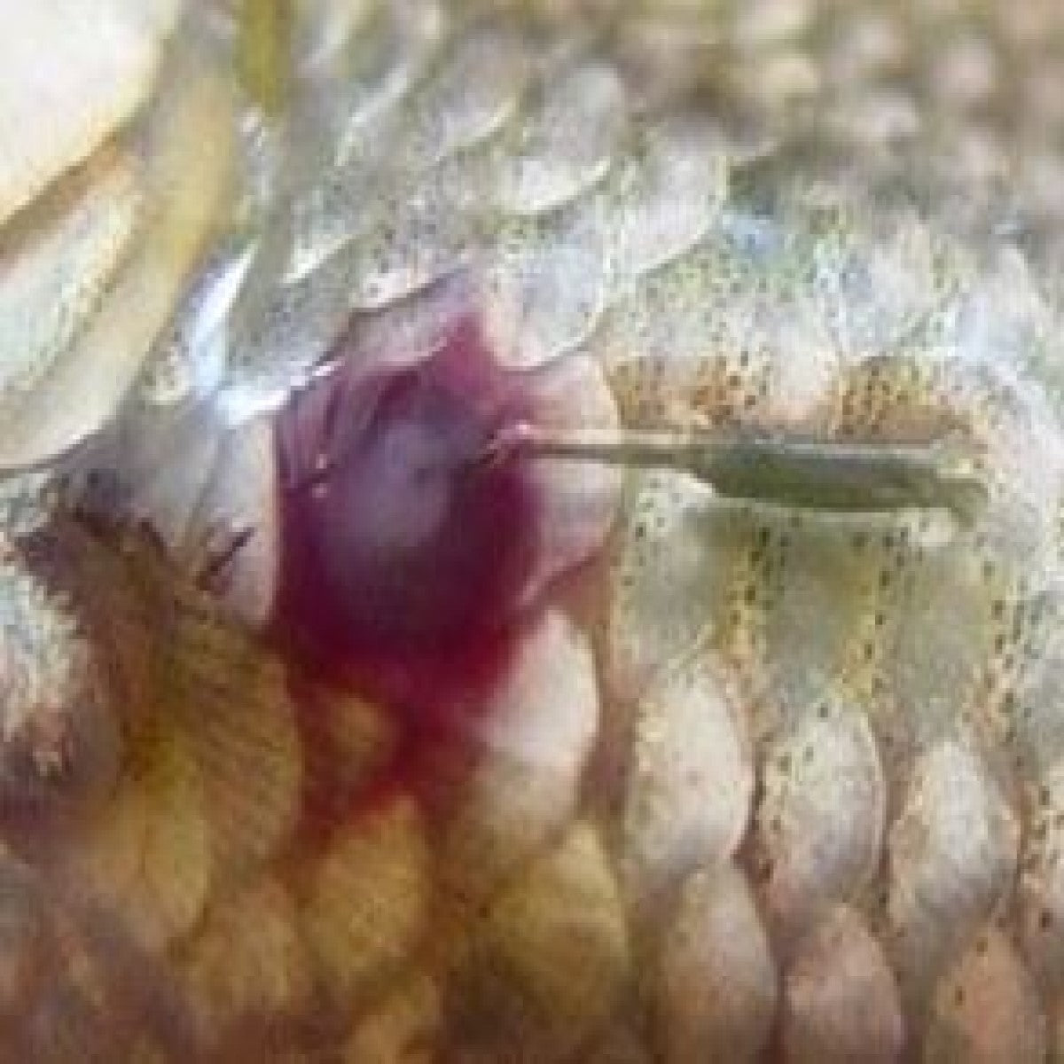 Sick fish