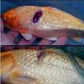 Two koi fish with injuries.