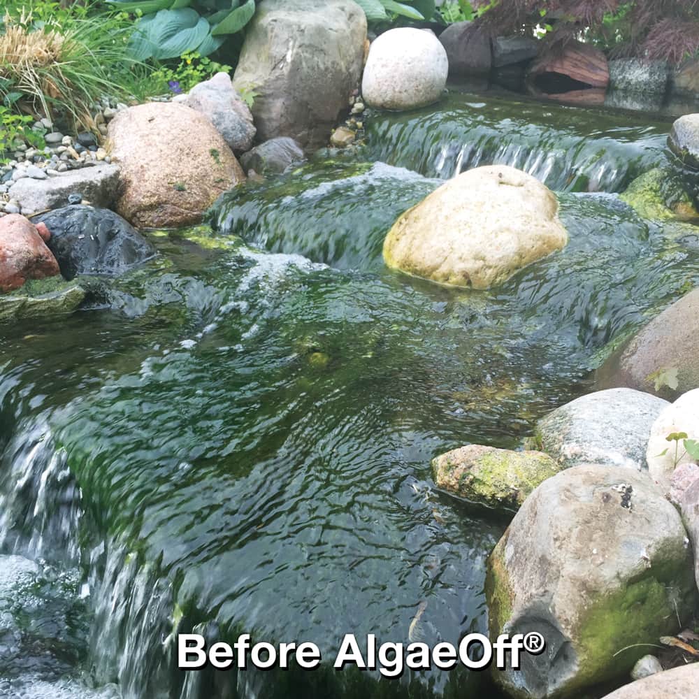 Pond before Algae Off
