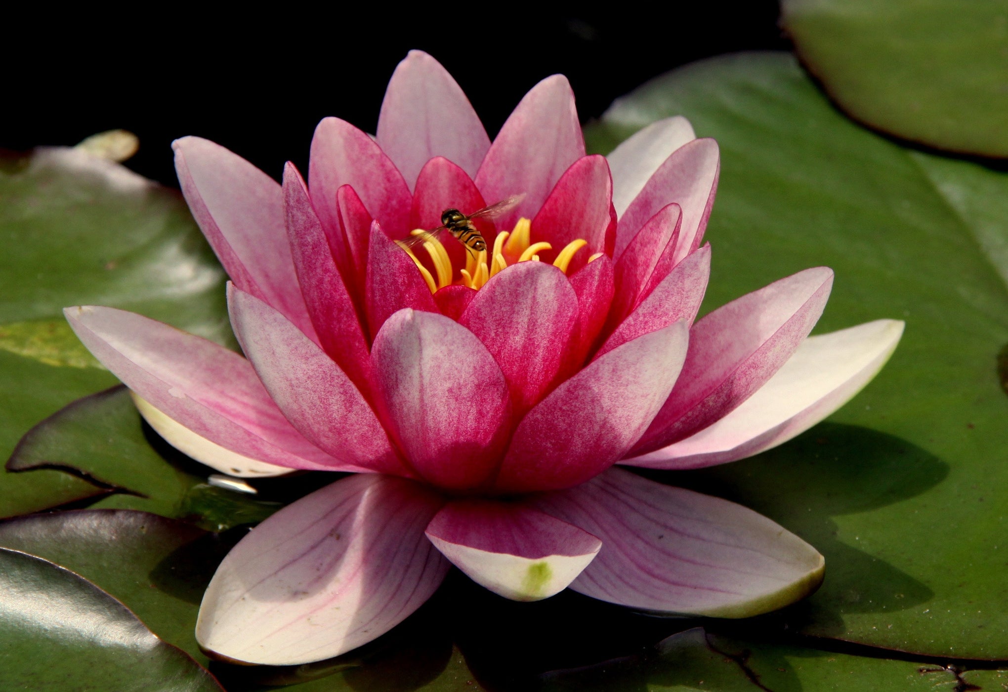 Aquatic Plants