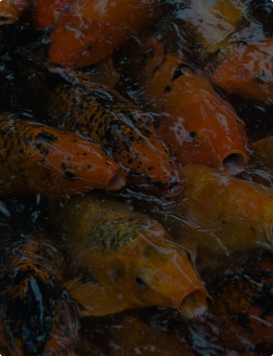 Orange fish in water