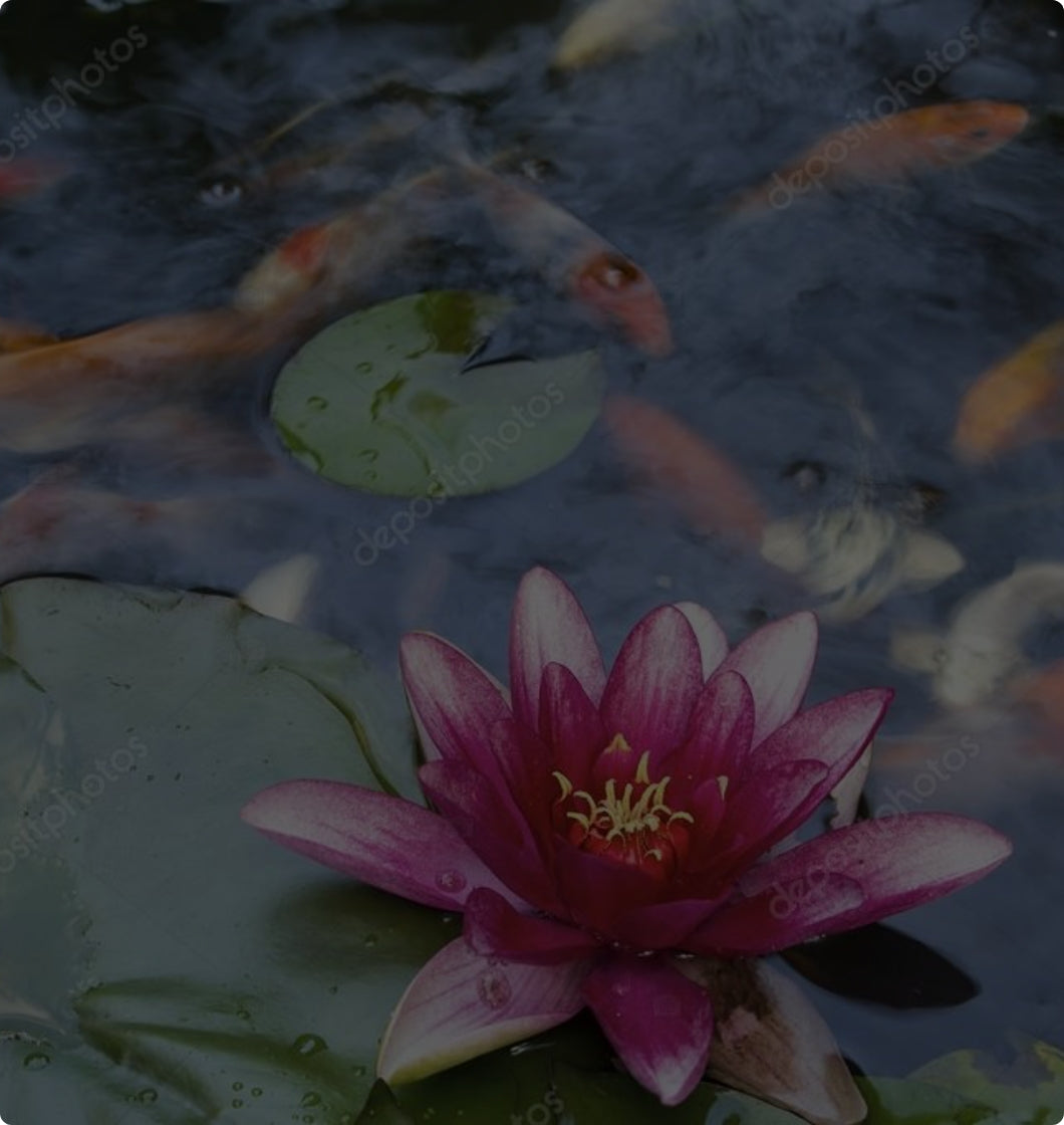 Pink lotus flower in a Koi pond
