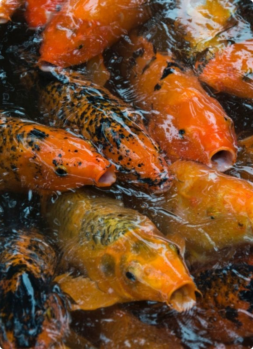 Orange Koi in water