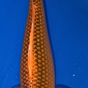 Tancho Showa - 21.5" Female